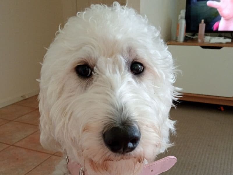 Rosie primary photo