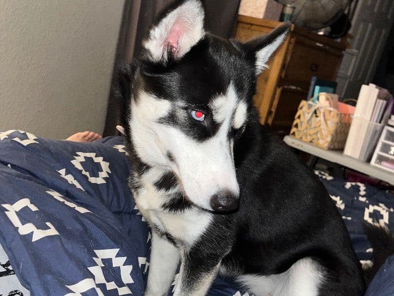 Siberian Husky 1 year 8 months old female large named Snickers for breeding in Greene County, Arkansas | Petmeetly
