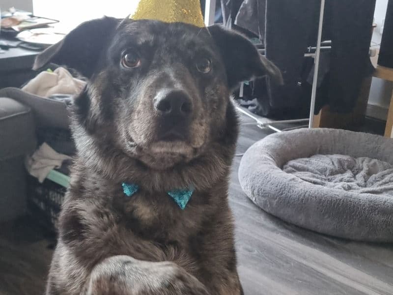 Loki primary photo