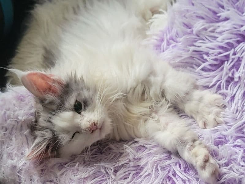 Maine Coon 3 months old male named Oliver for sale in Paulding County, Georgia | Petmeetly