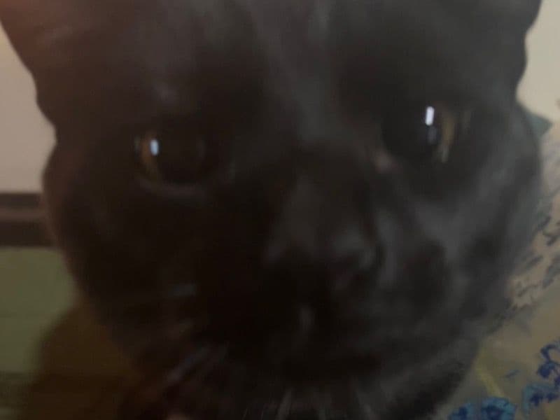 American Shorthair 8 months old male named Chub for adoption in Delaware | Petmeetly