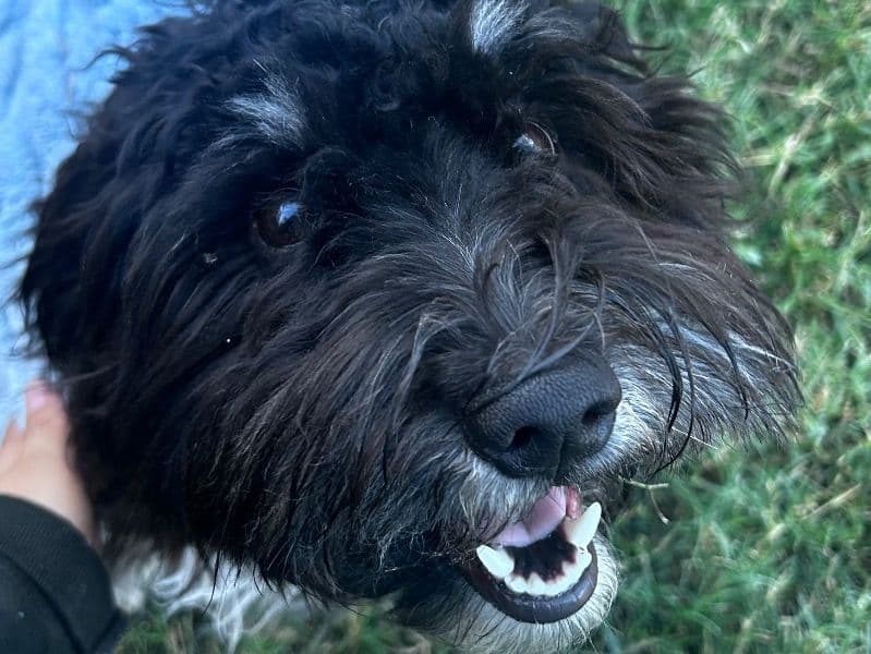Havanese 9 months old male small named Benny for adoption in Harris County, Texas | Petmeetly