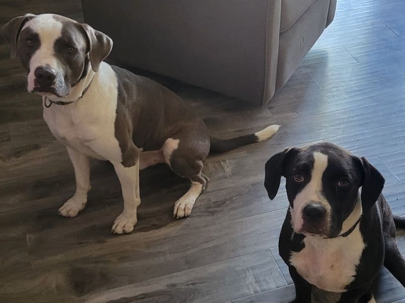 American PitBull Terrier 2 years 2 months old male large named Rex & Lexi for sale in Grand Prairie, Texas | Petmeetly