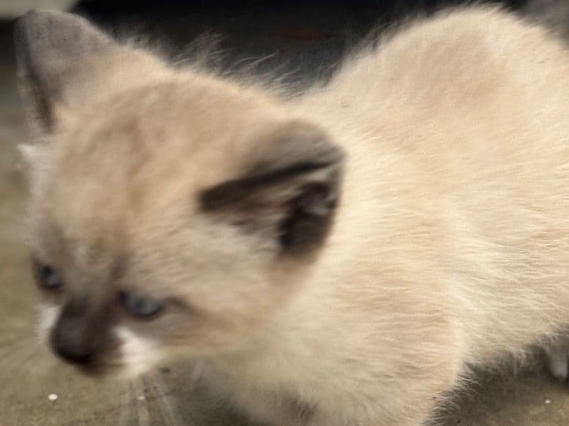 Bengal Tabby Mix 1 month old female named Zahra for sale in Hillsborough County, Florida | Petmeetly