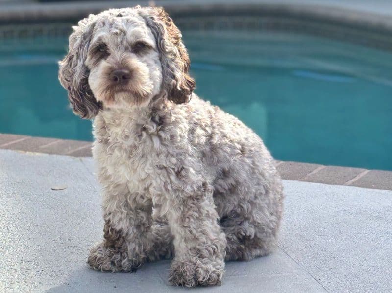 Cockapoo 2 years old male small named Rocco for breeding in Broward County, Florida | Petmeetly