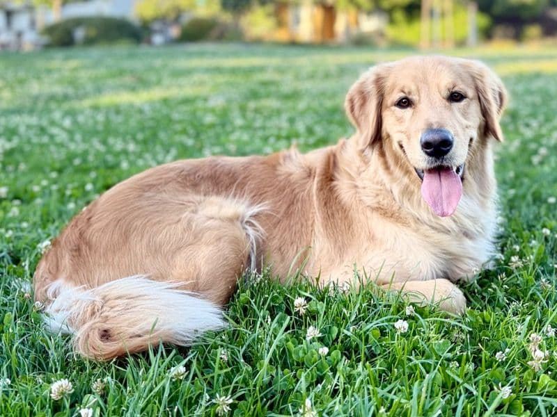 Golden Retriever 3 years 3 months old female medium named Lea for breeding in San Mateo County, California | Petmeetly
