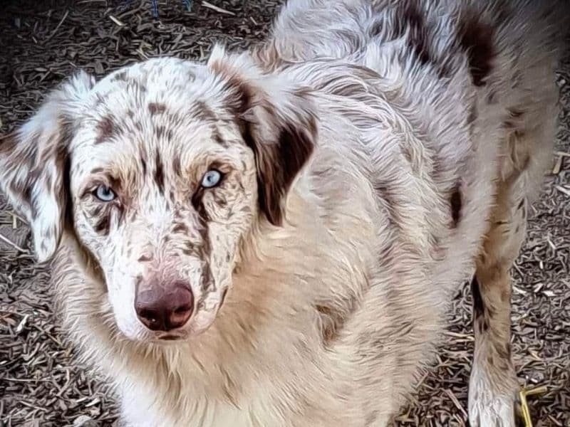 Australian Shepherd 4 years old male large named Hooey for breeding in Oswego County, New York | Petmeetly