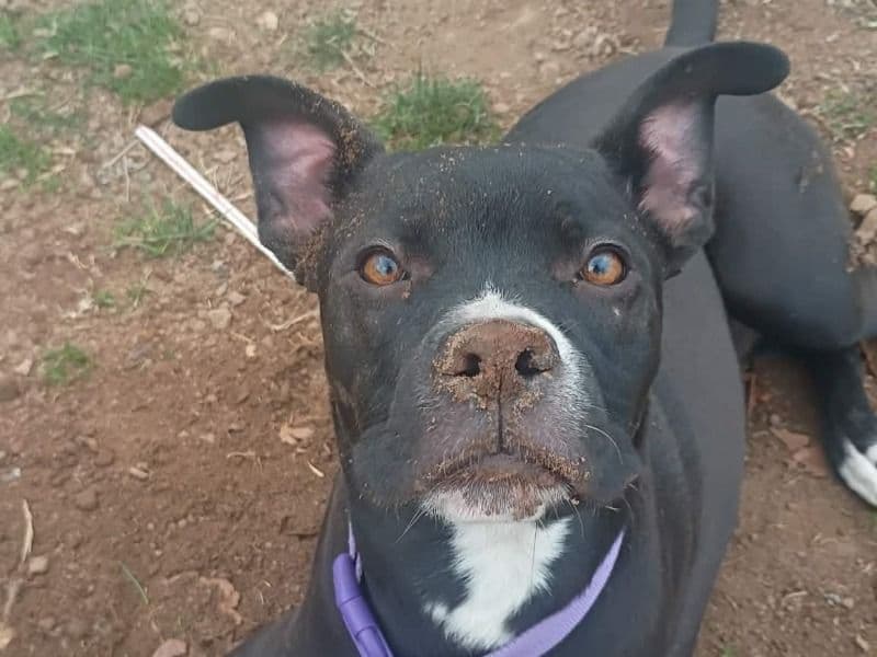 Boxer 8 months old female medium named Bea for adoption in Greene County, Missouri | Petmeetly