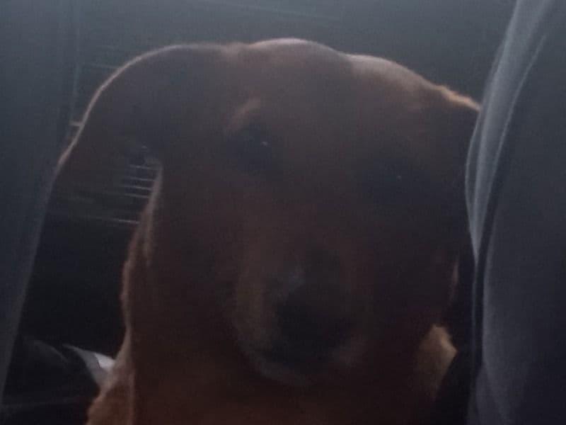 Bailey primary photo