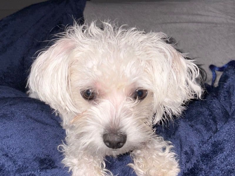 Maltese 2 years 4 months old female small named Rooner for breeding in Allen County, Indiana | Petmeetly