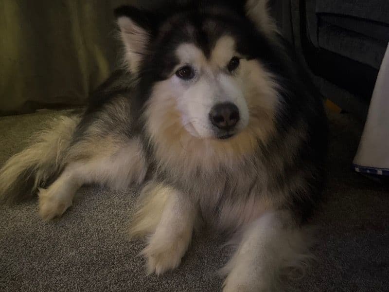 Alaskan Malamute 4 years 2 months old male large named Kylo for breeding in Essex, England | Petmeetly