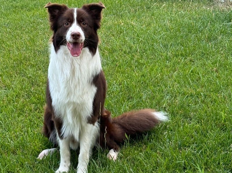 Border Collie 3 years 6 months old male medium named Max for breeding in İstanbul | Petmeetly