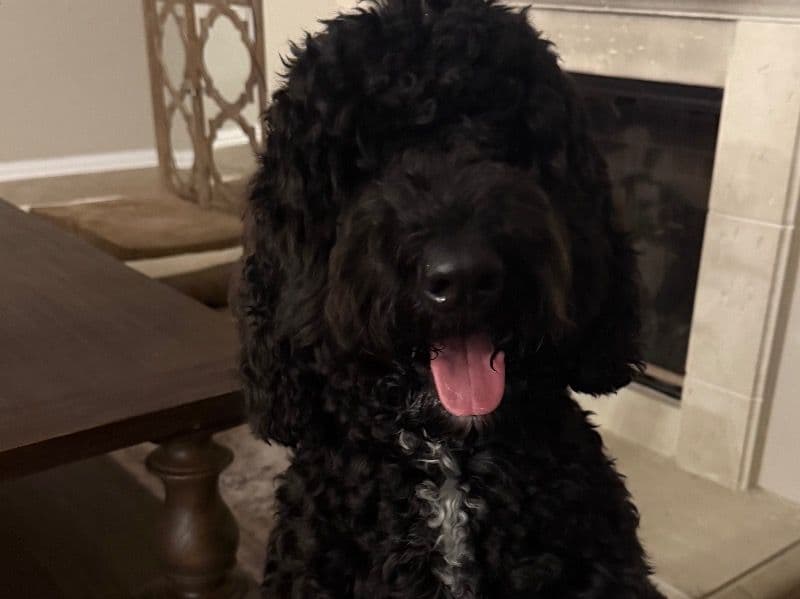 Standard Poodle 1 year 5 months old male extra large named Brodie for breeding in Harris County, Texas | Petmeetly