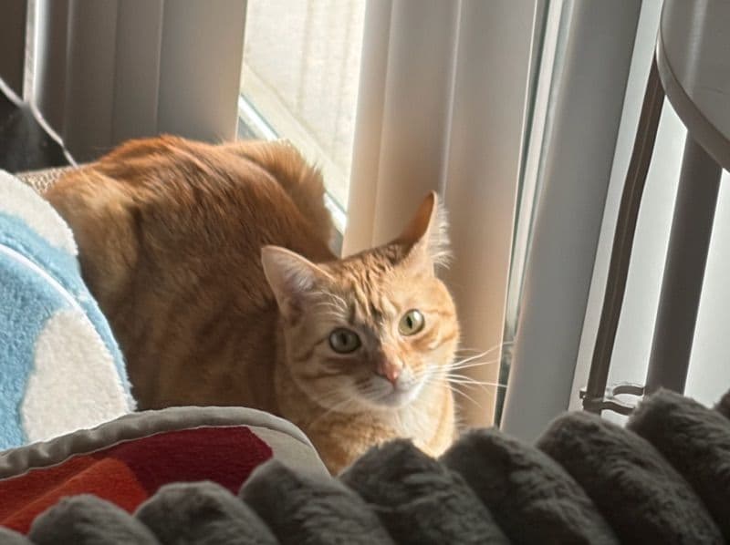 Tabby 1 year old female named Fanta for adoption in Tarrant County, Texas | Petmeetly