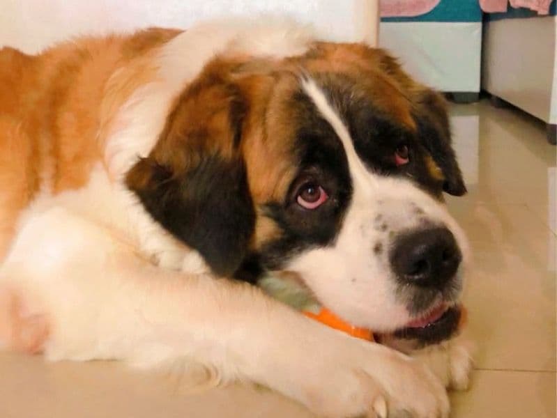 Saint Bernard 5 years 5 months old female large named Crystal for breeding in Meerut Division, Uttar Pradesh | Petmeetly