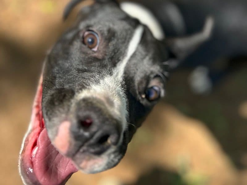 American PitBull Terrier 11 months old male medium named Tank for breeding in Warren County, Tennessee | Petmeetly