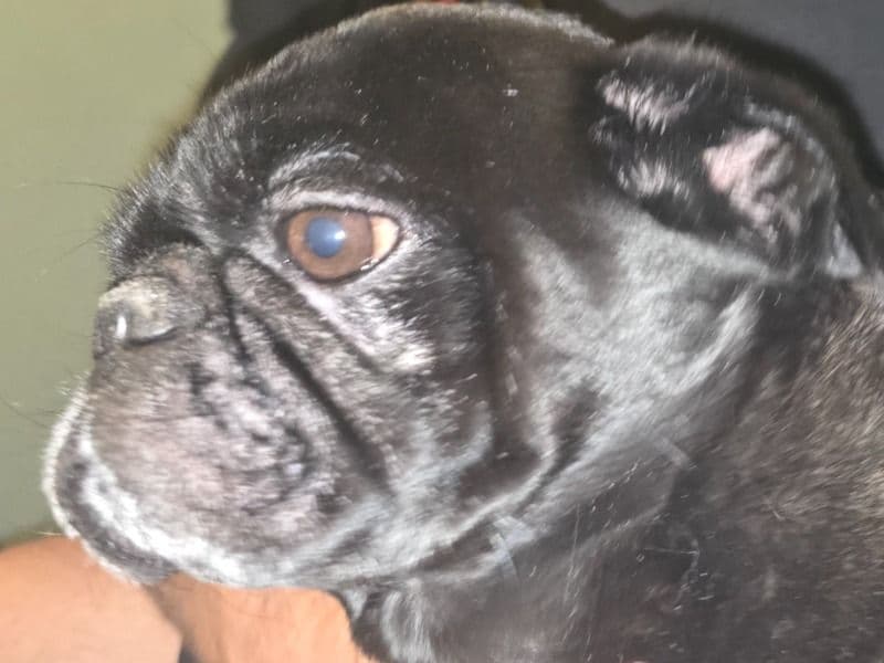 Gigi primary photo