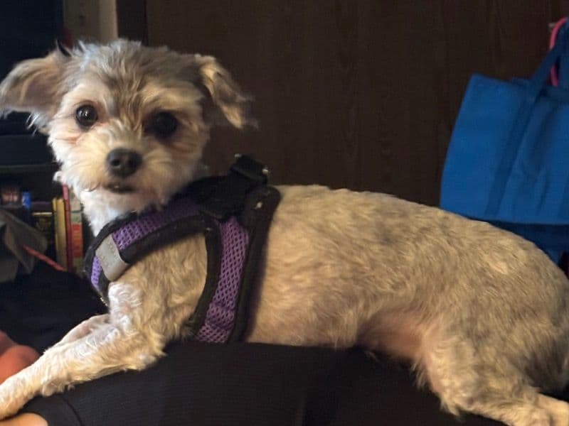 Morkie 2 years 8 months old female small named Minnie for breeding in Cañon City, Colorado | Petmeetly