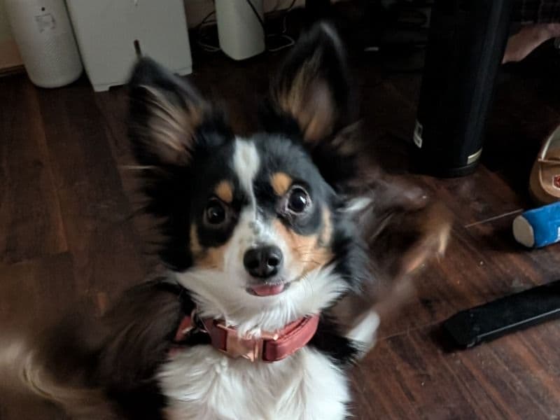 Miniature Australian Shepherd 1 year 8 months old female small named Sushi for breeding in El Paso County, Colorado | Petmeetly
