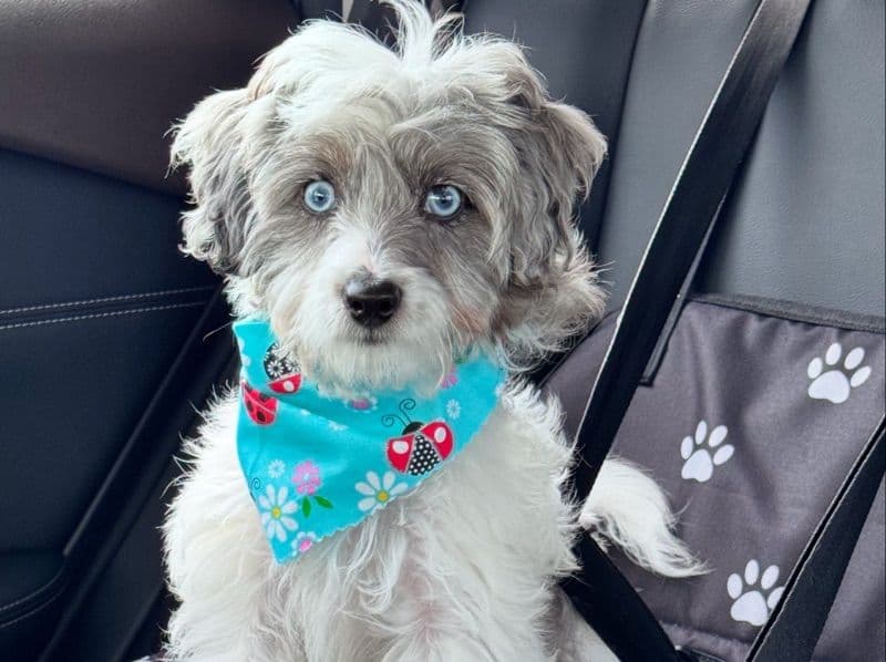 Aoife  - Cavapoo (Cavadoodle) success story