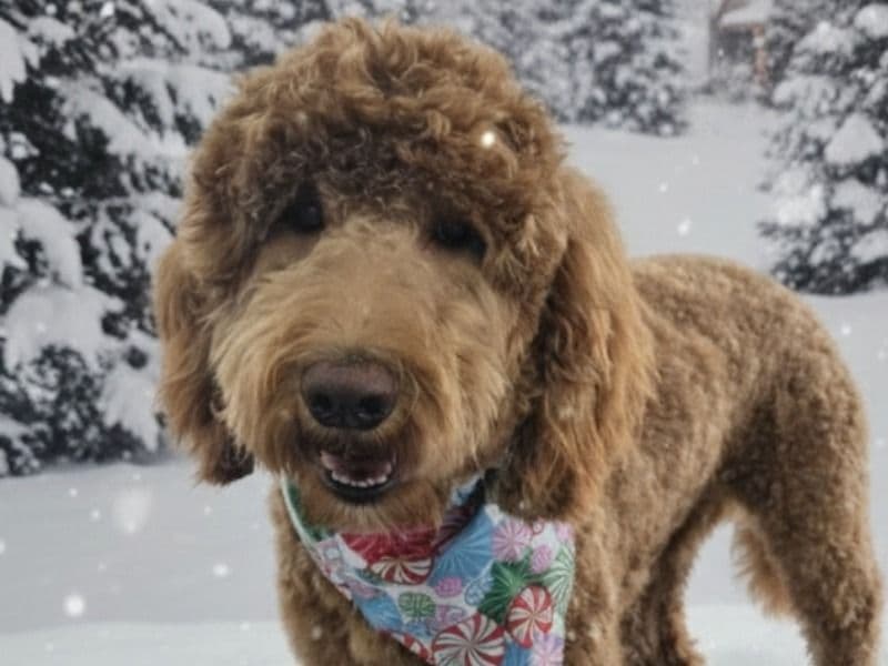 Goldendoodle 1 year 5 months old male large named Milo for sale in Randolph County, North Carolina | Petmeetly