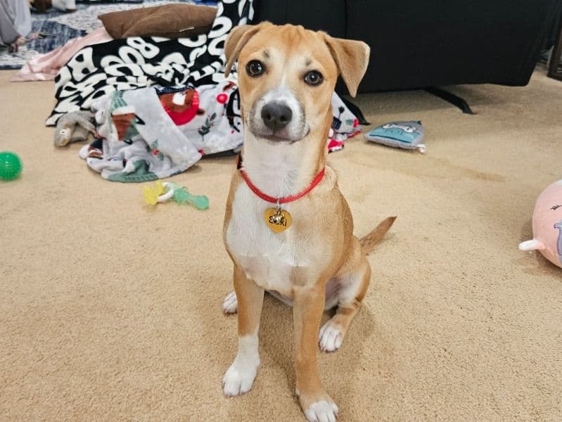 Suki primary photo