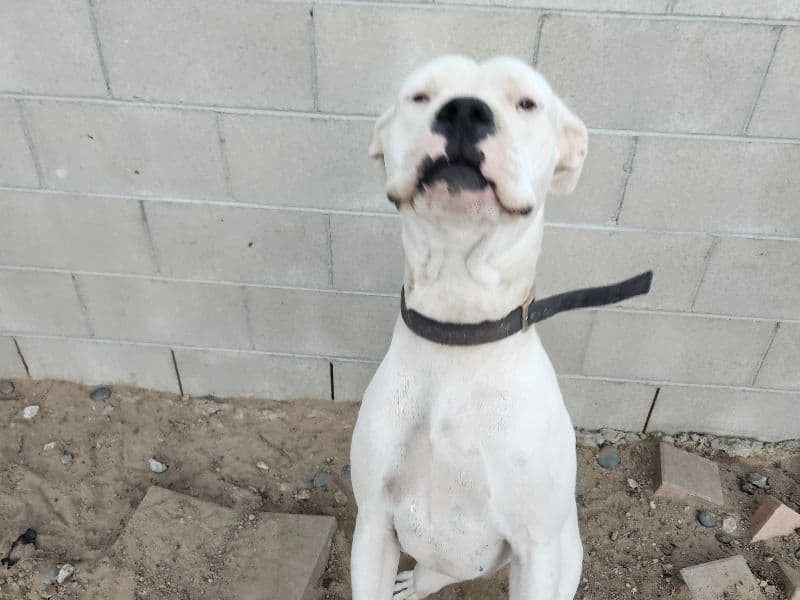 Dogo Argentino 2 years 9 months old female large named Layca for breeding in Kern County, California | Petmeetly