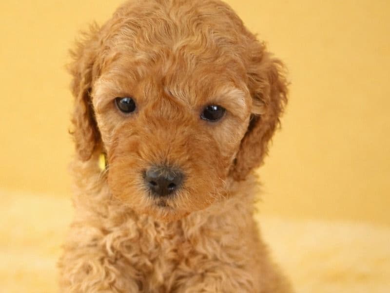 Mini Golden Doodle 1 month old female small named Ms Yellow for sale in Miami-Dade County, Florida | Petmeetly