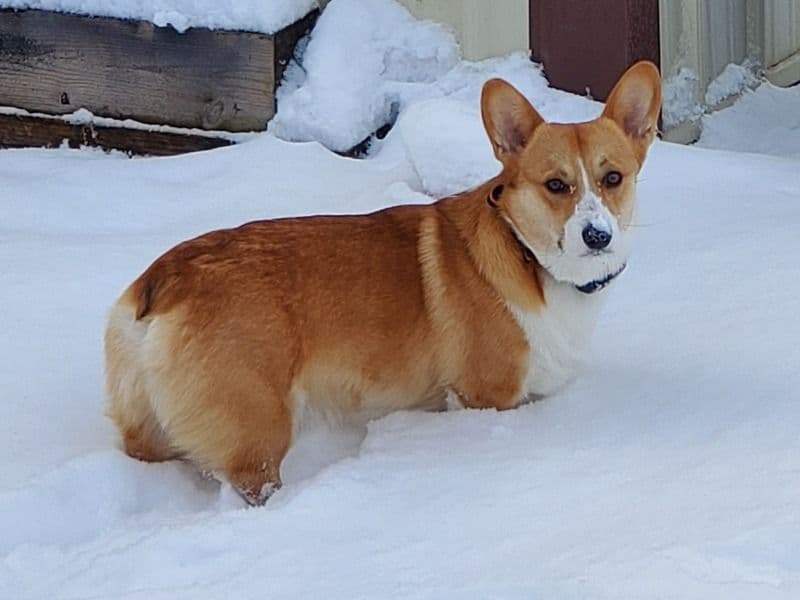 Donut primary photo