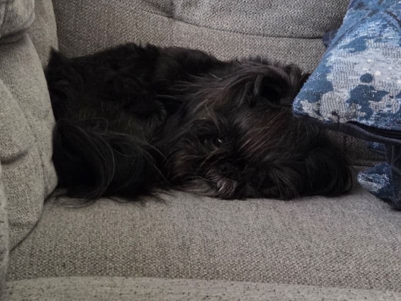 Shih Tzu 4 years 5 months old male small named Kamui for breeding in Utah County, Utah | Petmeetly