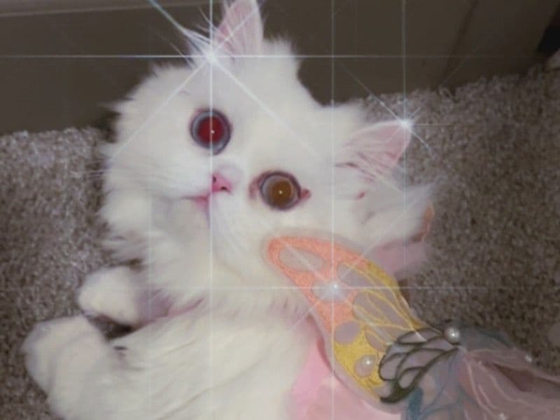 Coco primary photo