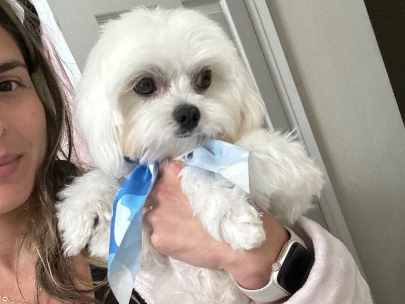 Maltese 2 years old male small named Billy for breeding in Miami-Dade County, Florida | Petmeetly