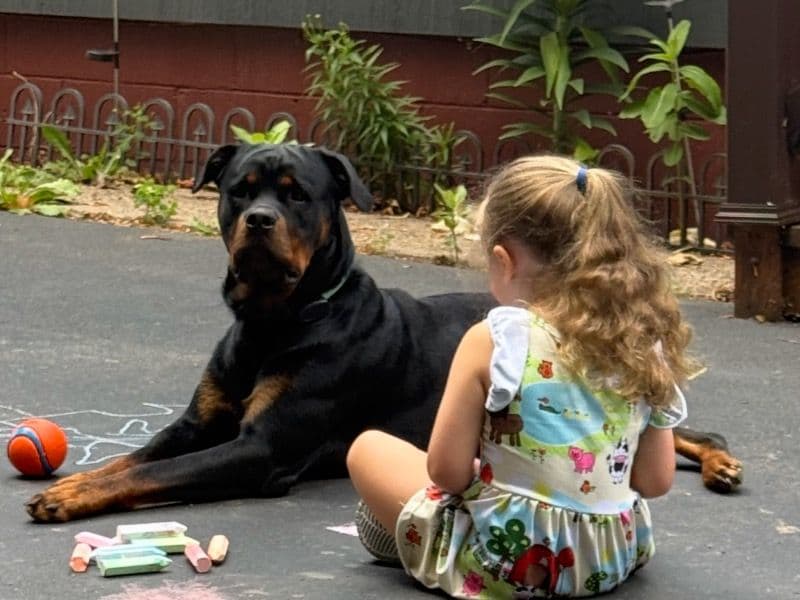 Rottweiler 1 year old male large named Maximus for breeding in Monroe County, New York | Petmeetly