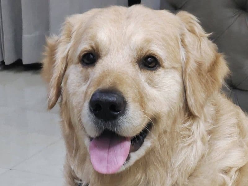 English Golden Retriever 6 years 8 months old male large named Oscar for breeding in Gurgaon Division, Haryana | Petmeetly