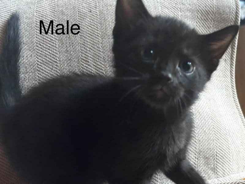 Male Kitten #1 - American Shorthair | Petmeetly