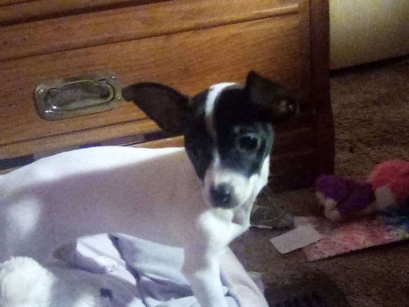 Chihuahua 1 year 2 months old female small named Jewels for breeding in Chippewa County, Minnesota | Petmeetly