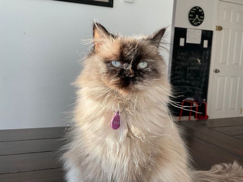 Nala primary photo