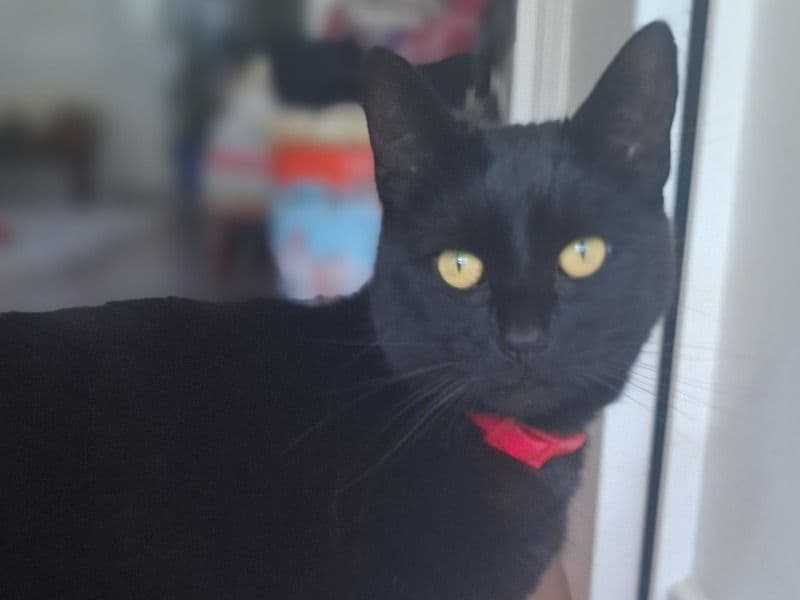 Luna primary photo