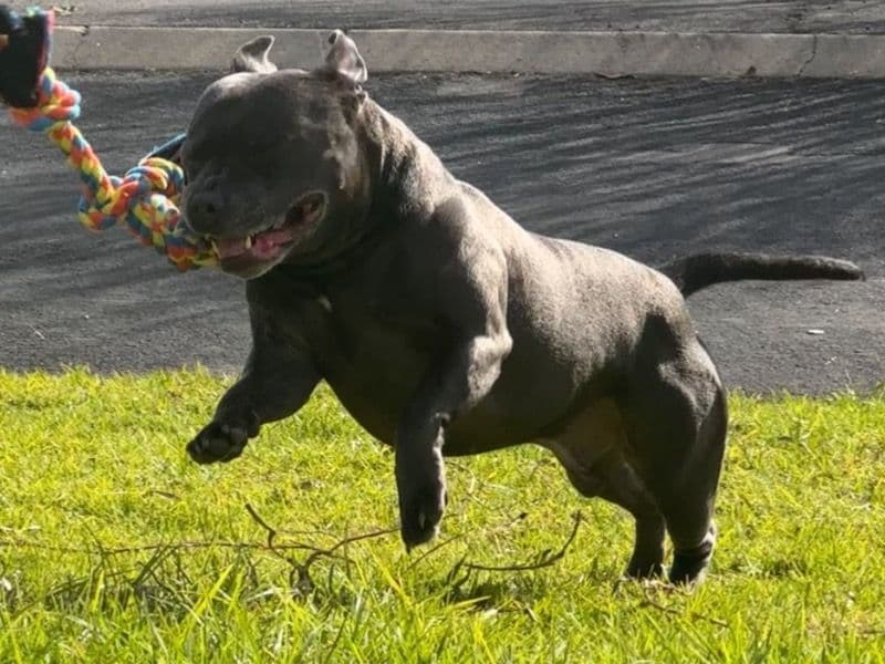 American Staffordshire Terrier 5 years 5 months old male medium named Tayo for breeding in Cumberland City Council, New South Wales | Petmeetly
