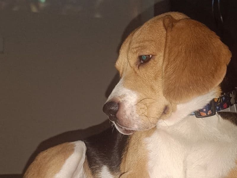 Buddy primary photo