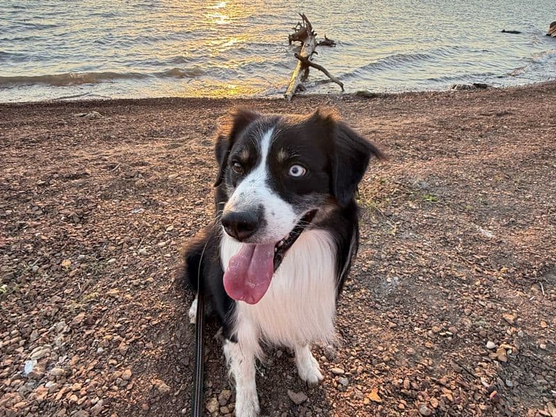 Australian Shepherd 4 years 2 months old male medium named Bingo for breeding in Denton County, Texas | Petmeetly