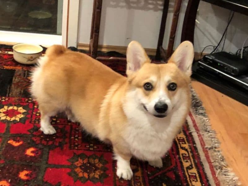 Hector  - Corgi success story
