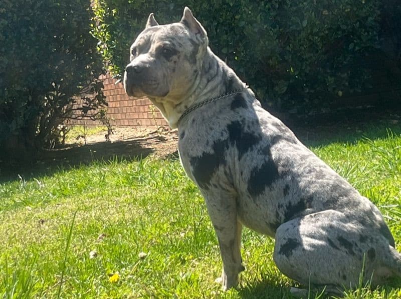 American Bully 4 years 3 months old male large named Buddha for breeding in Mecklenburg County, North Carolina | Petmeetly