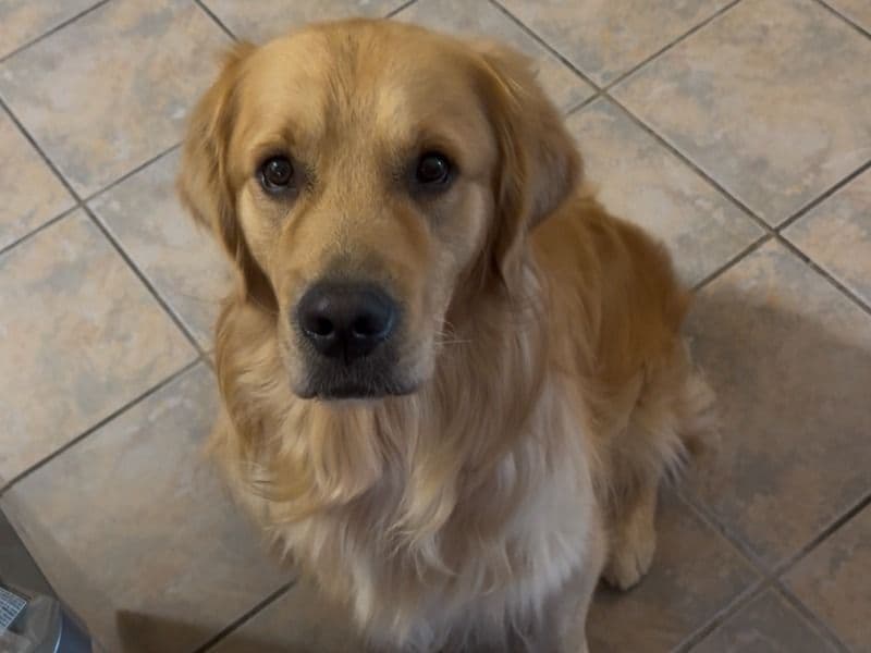 Golden Retriever 1 year 10 months old male large named Teddy for breeding in Maricopa County, Arizona | Petmeetly