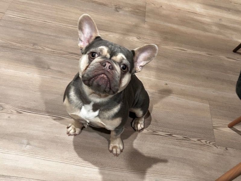 Mimi primary photo
