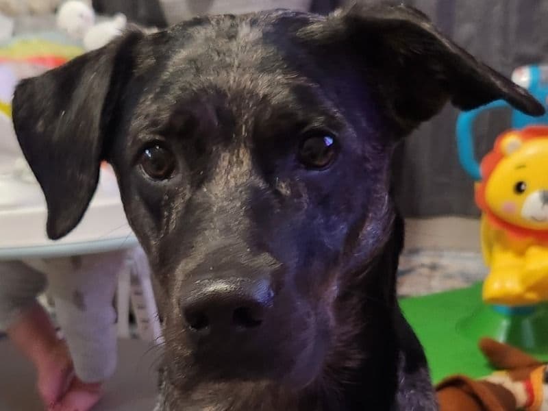 Catahoula Leopard Dog 4 years 11 months old female medium named Cici for breeding in Harris County, Texas | Petmeetly