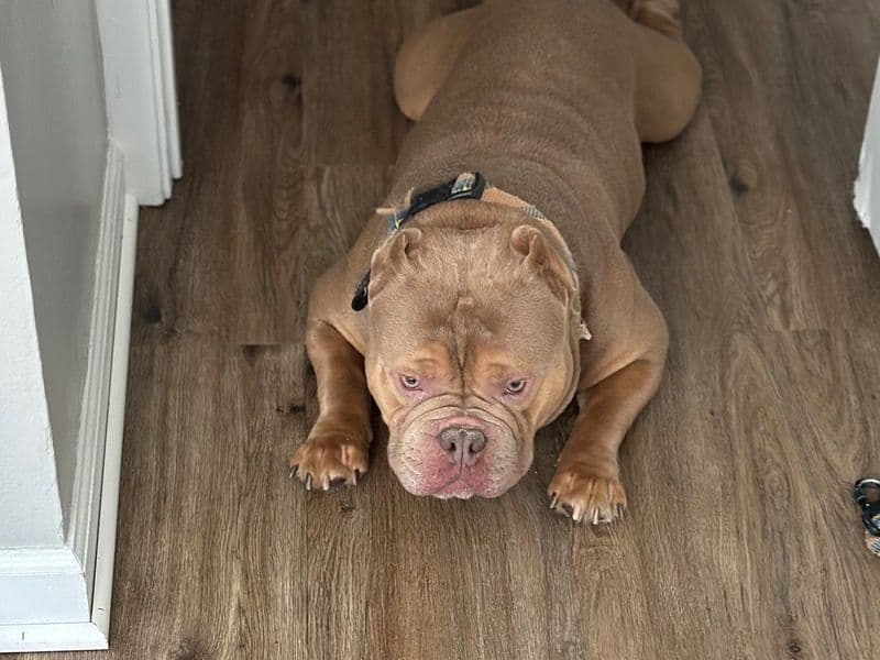 American Bully 2 years old male medium named Polo for sale in Hamilton County, Ohio | Petmeetly