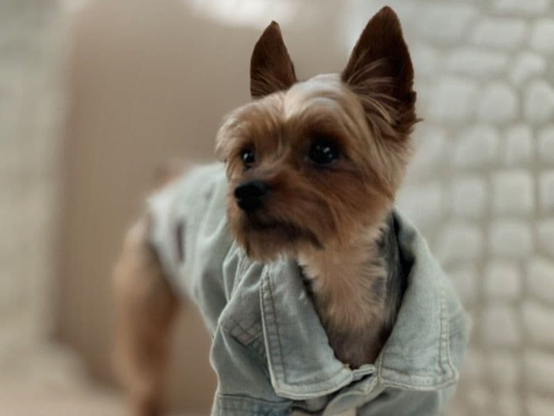 Toby primary photo