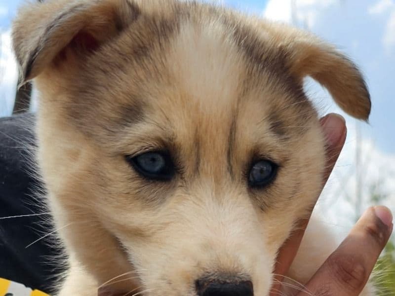 Siberian Husky 2 months old female small named Nube for sale in Catawba County, North Carolina | Petmeetly