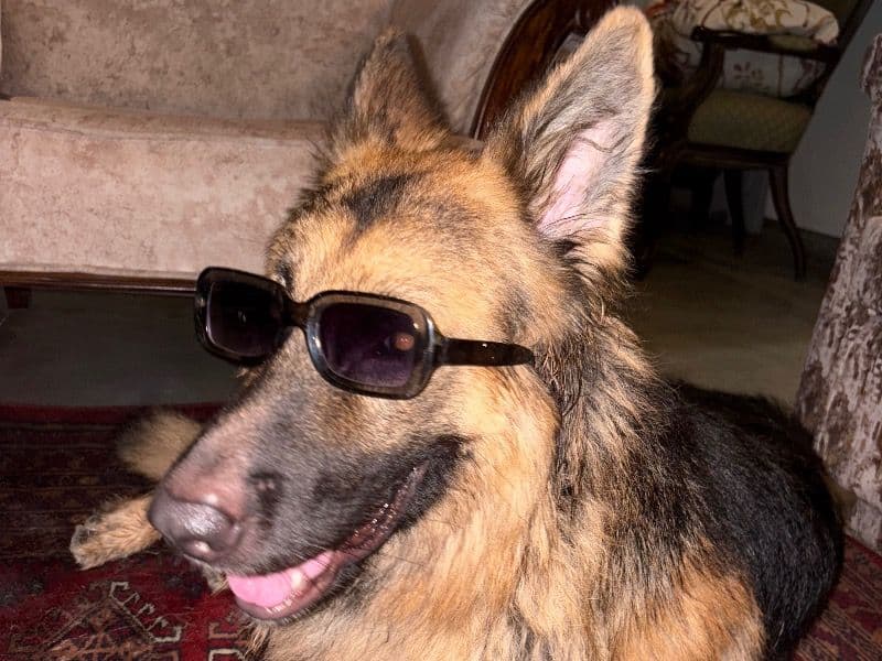 German Shepherd 2 years 1 month old male large named Zoro for breeding in Jaipur Division, Rajasthan | Petmeetly